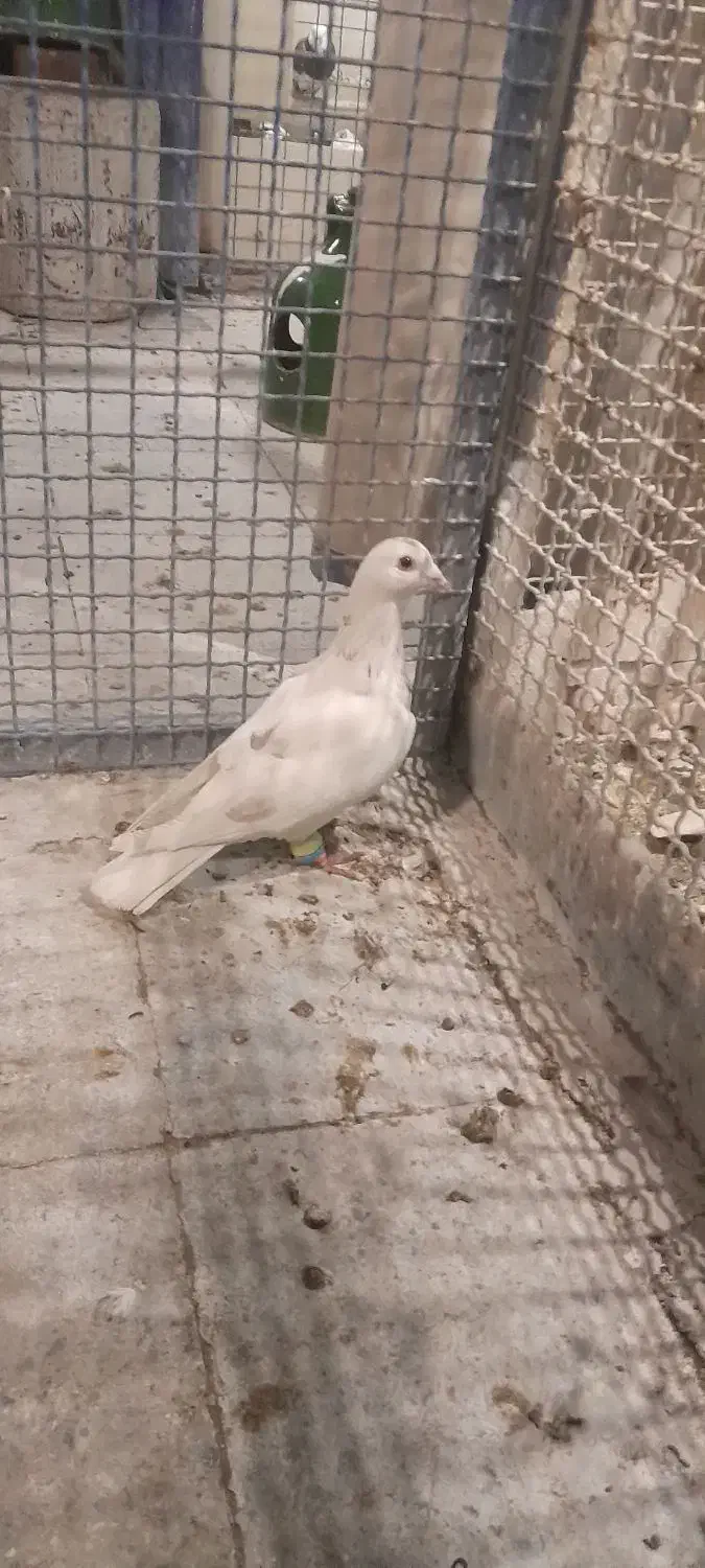 کفتر  کبوتر|پرنده|تهران, قصر فیروزه ۲|دیوار