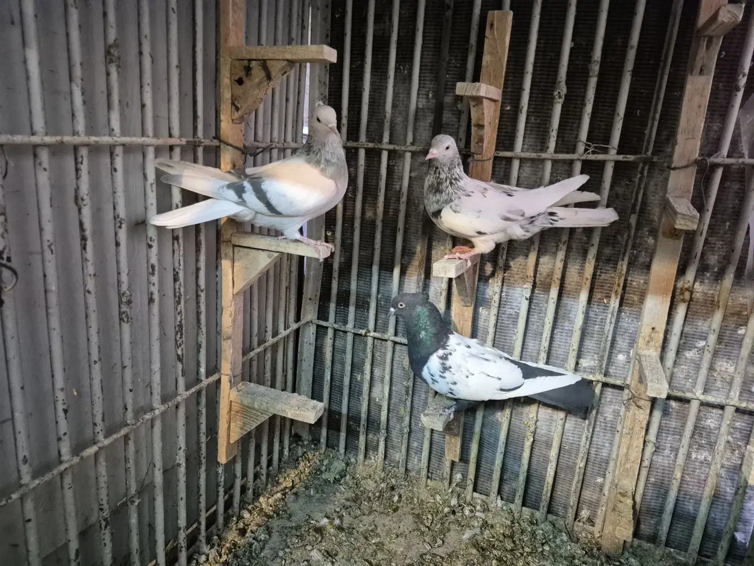 کبوتر سینه دمبی شهری|پرنده|شیراز, چوگیاه|دیوار