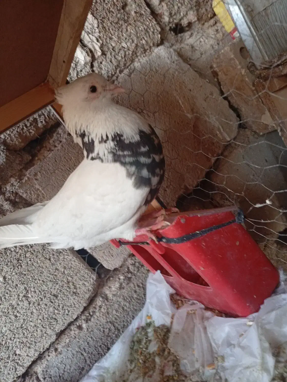 طوقی|پرنده|شوشتر, |دیوار