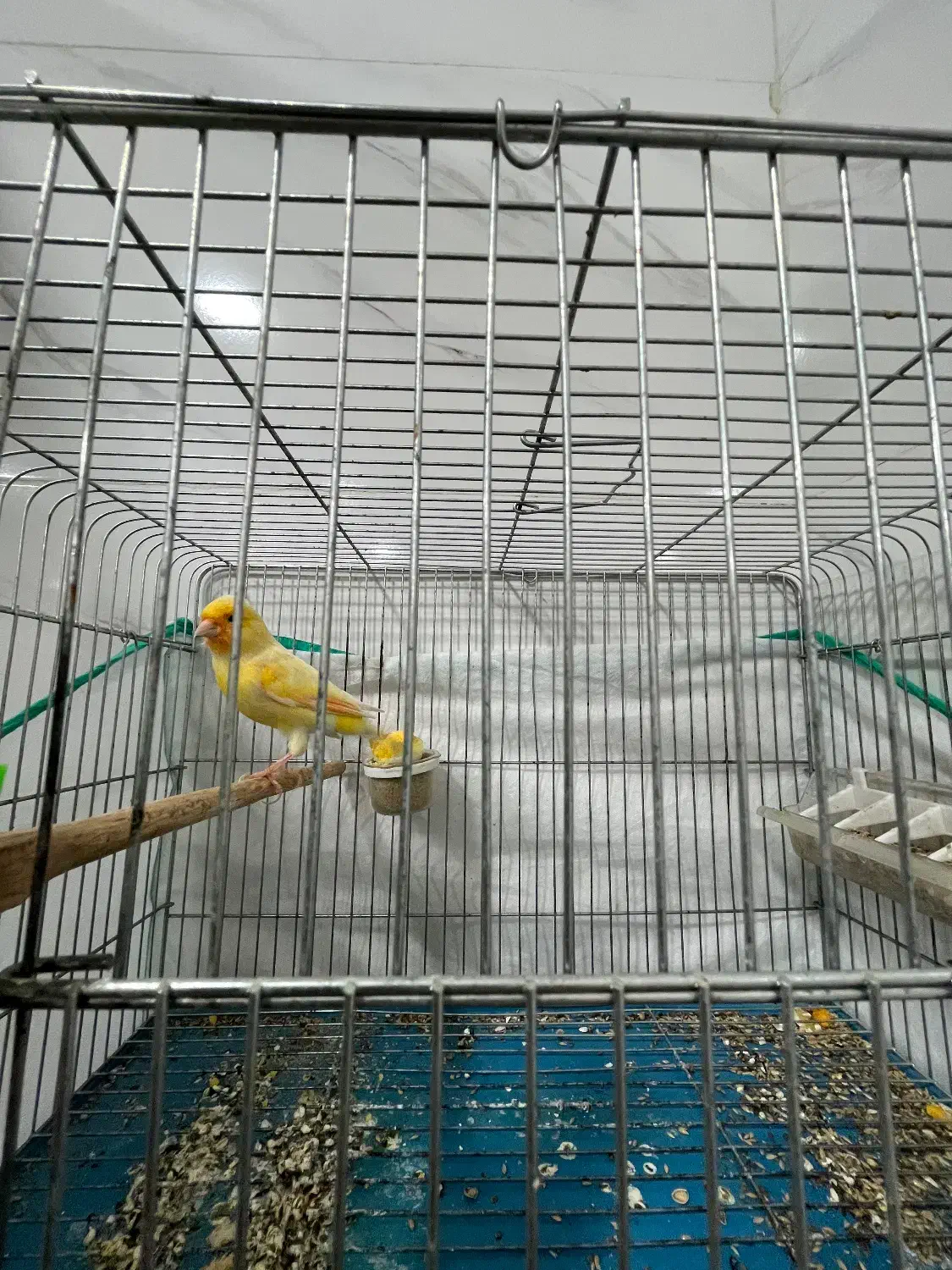 قناری|پرنده|ایذه, |دیوار