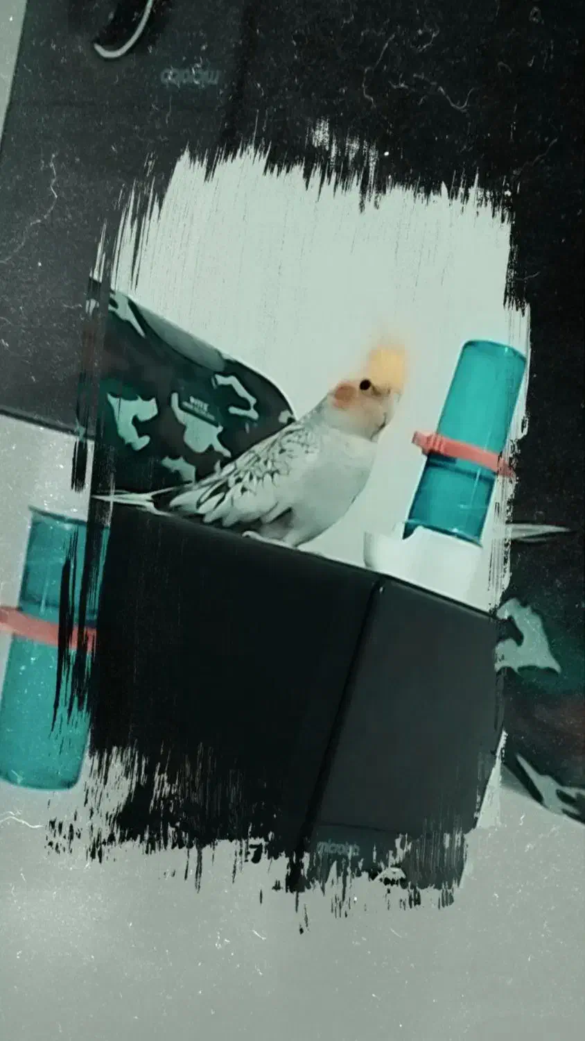 عروس هلندی اهلی|پرنده|تبریز, |دیوار