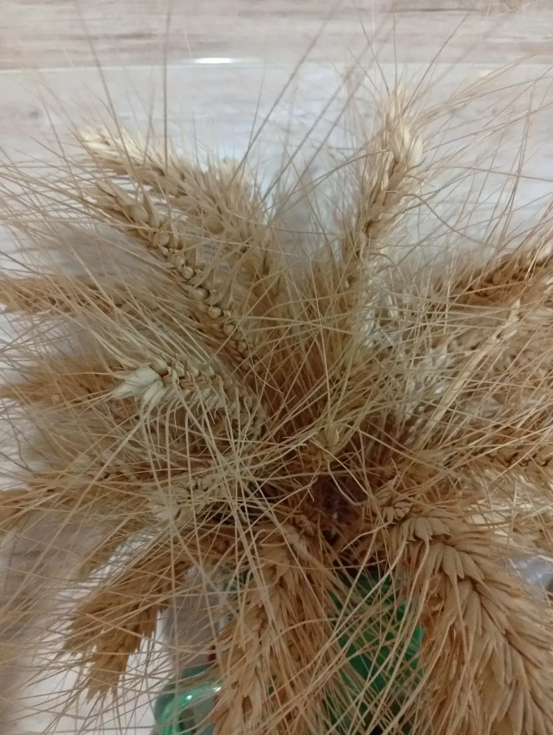 گندم بذری پیشگام بوجاری شوده|گل و گیاه طبیعی|سجاس رود, |دیوار