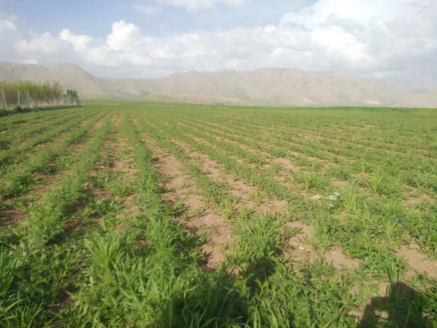 زمین کشاورزی|فروش زمین و ملک کلنگی|روانسر, |دیوار