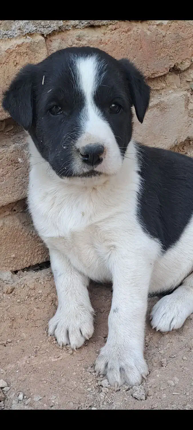 واگذاری سگ نگهبان|سگ|تهران, ارم|دیوار