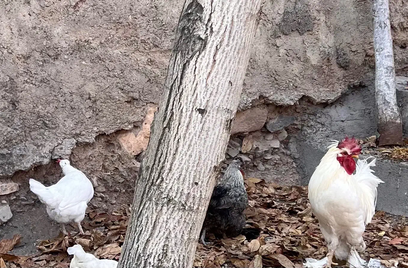 مرغ خروس رسمی|حیوانات مزرعه|قم, دورشهر|دیوار