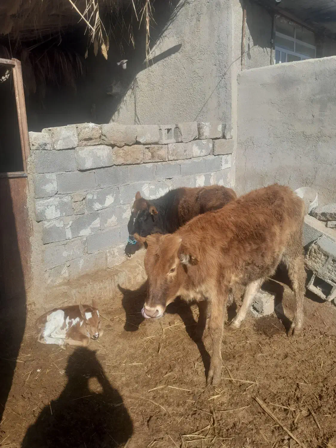 گاو|حیوانات مزرعه|شیراز, جمال آباد|دیوار