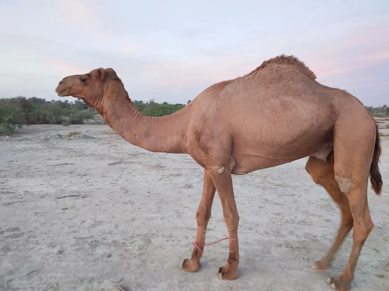 شتر|حیوانات مزرعه|میناب, |دیوار