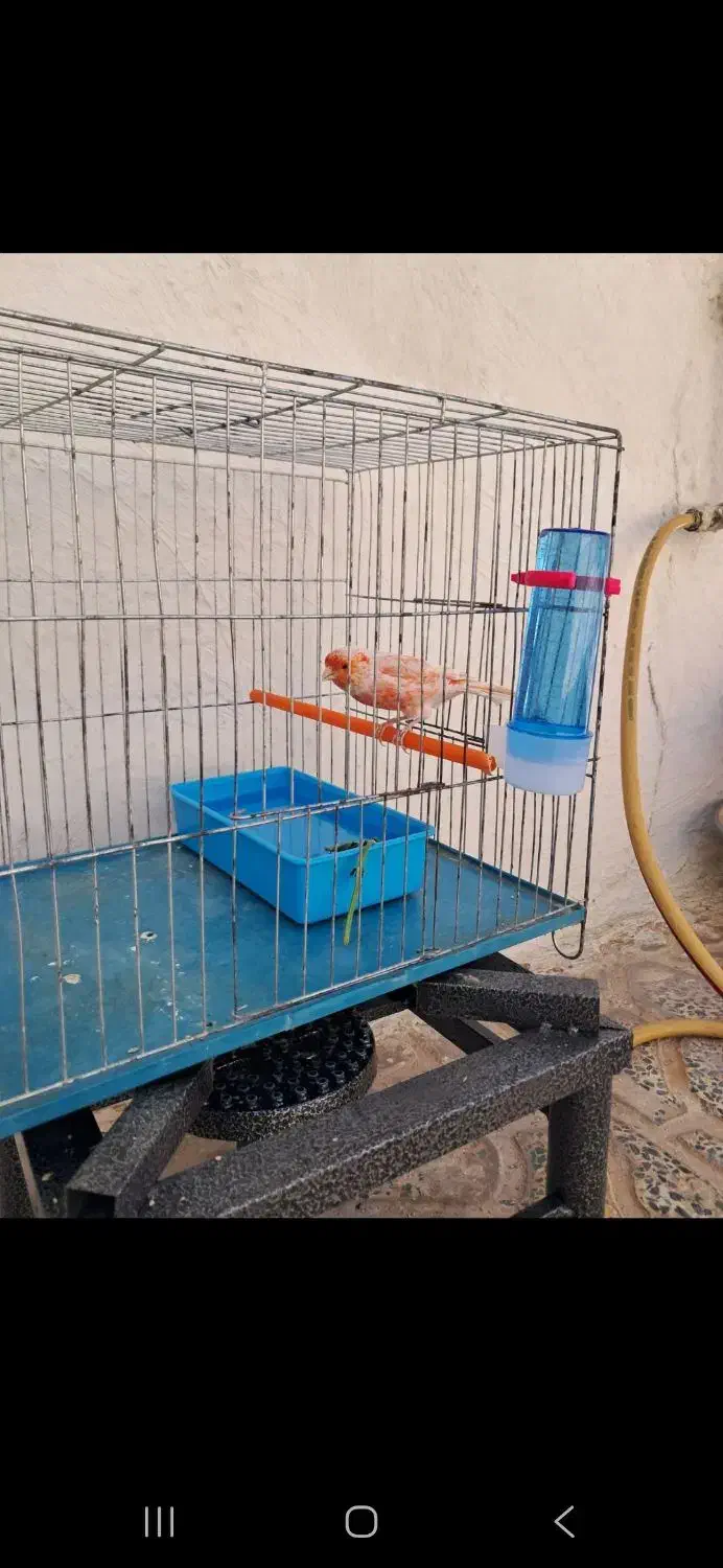 قناری نر پرتغالی|پرنده|بهار, |دیوار