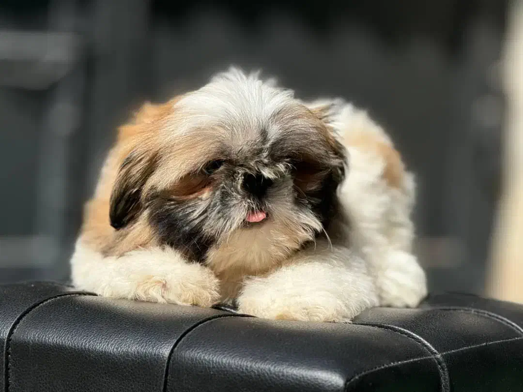 سگ شیتزوسوپرفلت وارداتی|سگ|بابلسر, |دیوار