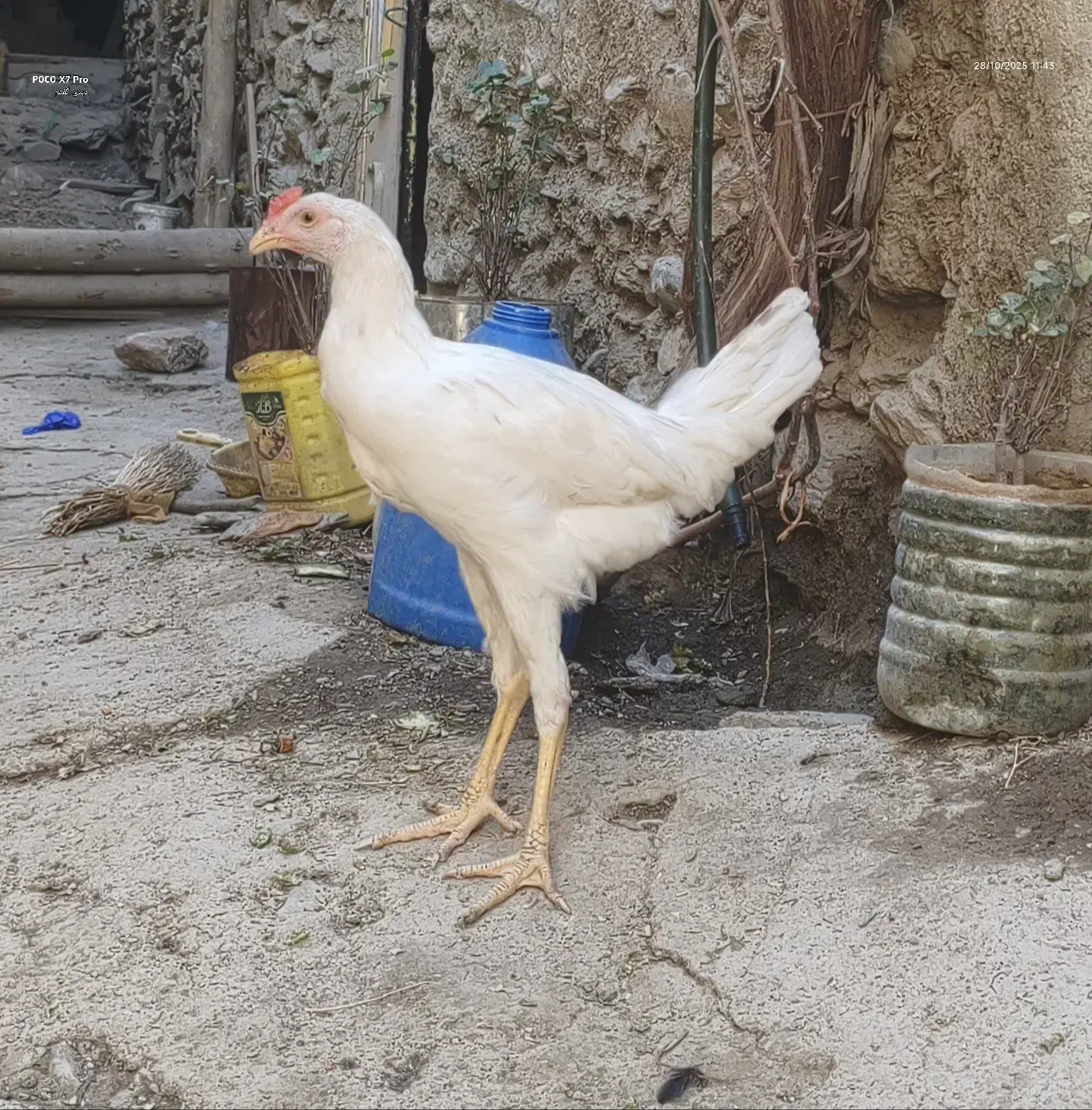 مرغ خروس|حیوانات مزرعه|سروآباد, |دیوار