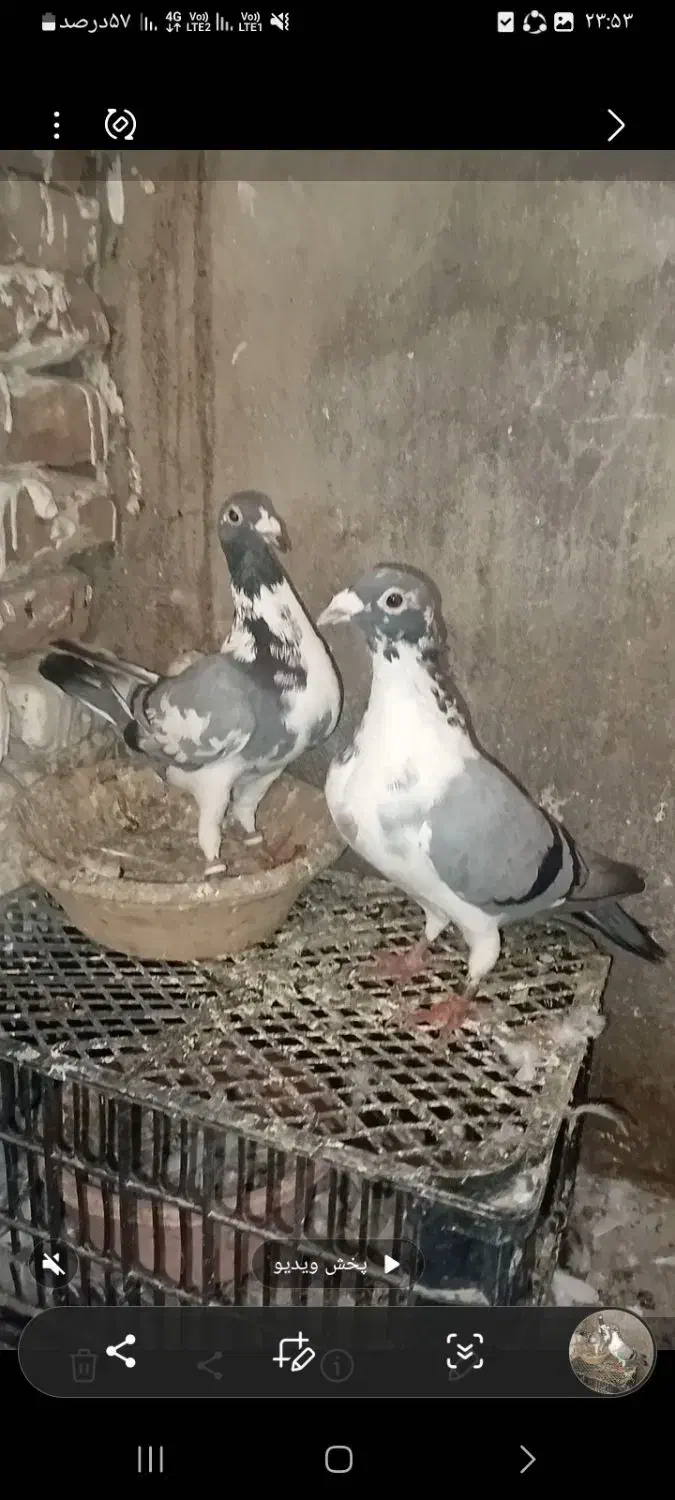 کبوتر|پرنده|گنبد کاووس, |دیوار