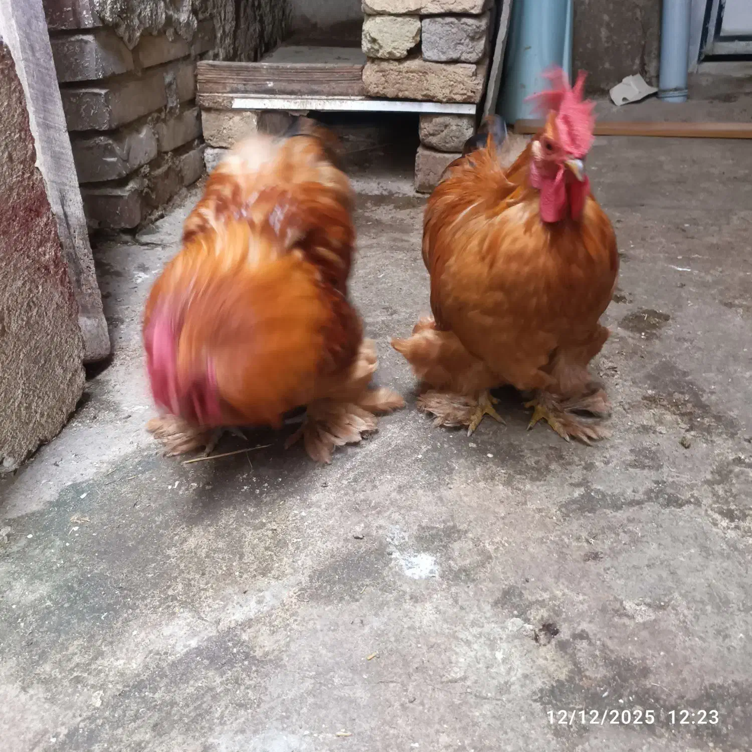 خروس کوشین|حیوانات مزرعه|رشت, سلیمانداراب|دیوار