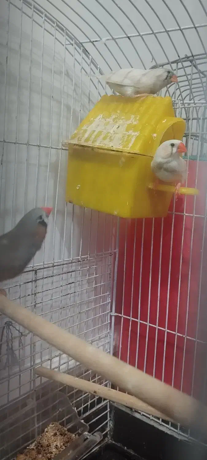 فنچ کینگ|پرنده|میناب, |دیوار