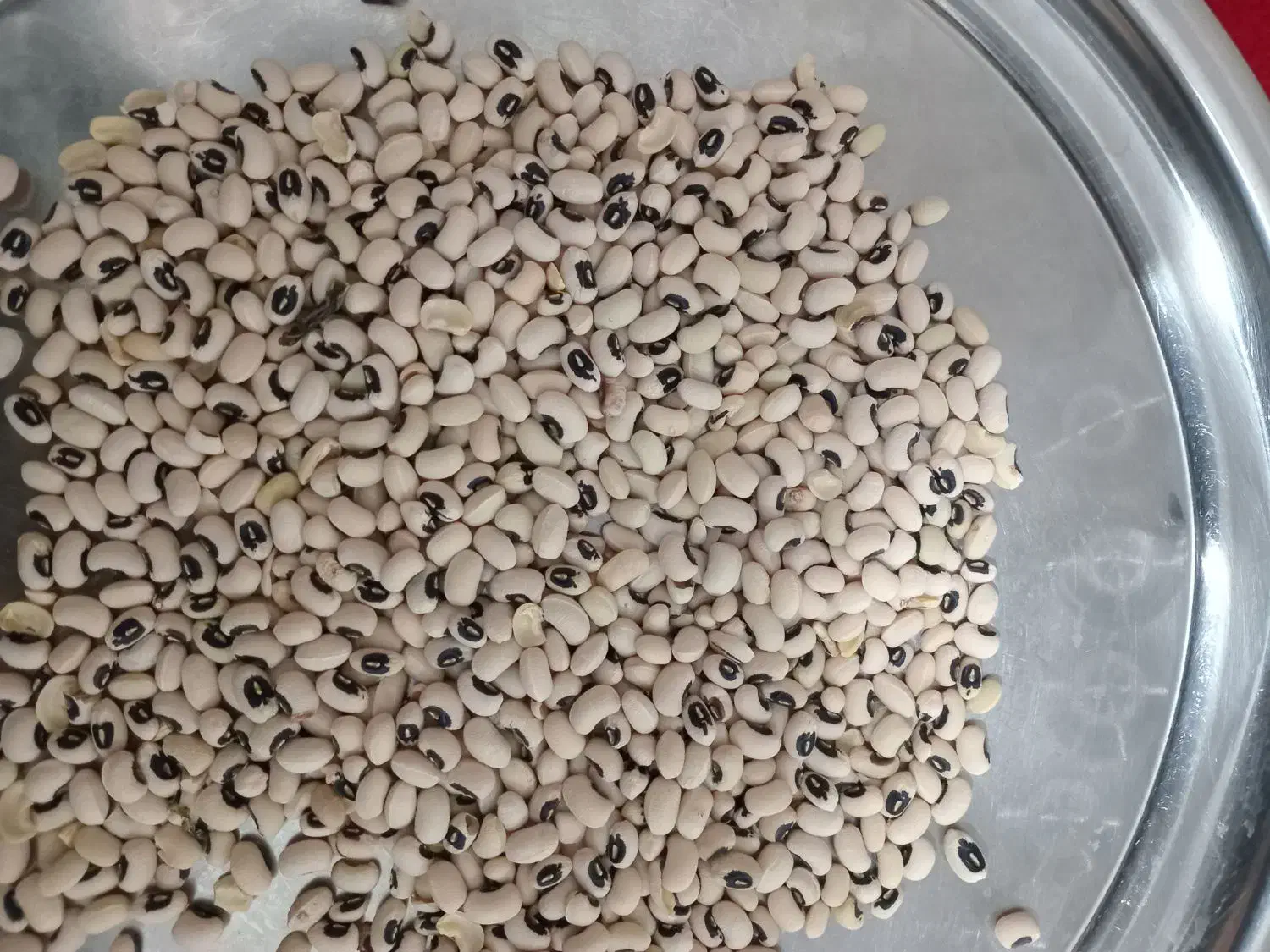 لوبیا چشم بلبلی  بصورت عمده|عمده‌فروشی|شوشتر, |دیوار