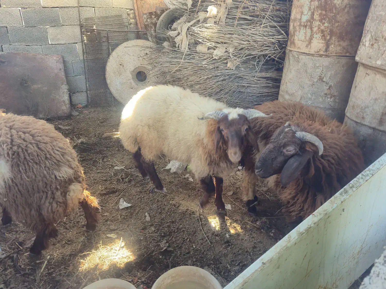 ۳عدد بره پرگوشت درجه یک|حیوانات مزرعه|اهواز, کیانشهر|دیوار