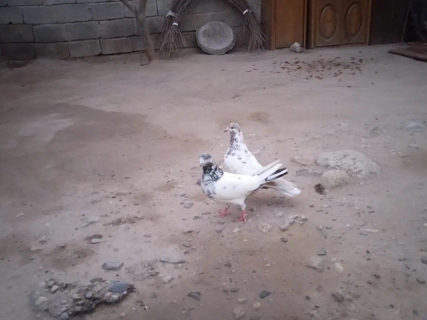 کفتر|پرنده|جیرفت, |دیوار