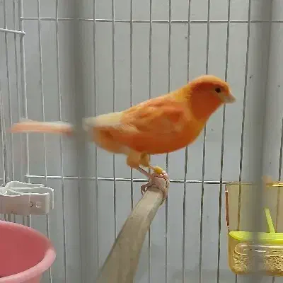 قناری رد فکتور نر آماده|پرنده|مشهد, سپاد|دیوار