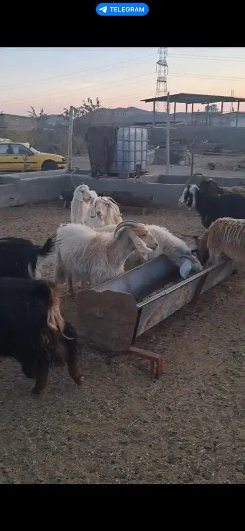 فروش بز|حیوانات مزرعه|مهدی شهر, |دیوار