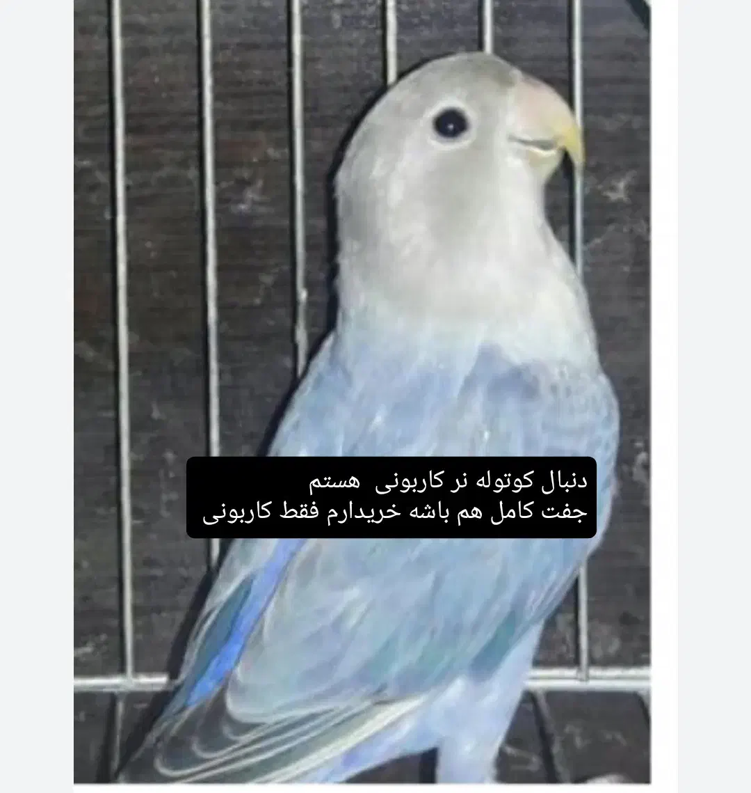 کوتوله برزیلی|پرنده|مرند, |دیوار