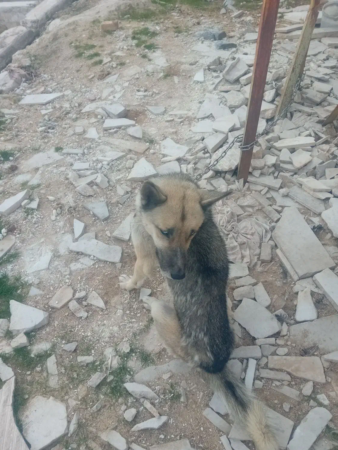 سگ هاسکی|سگ|خرم‌آباد, |دیوار