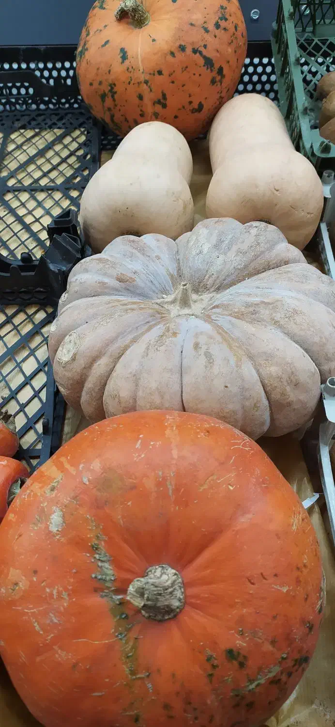 کدو حلوایی|خوردنی و آشامیدنی|مرودشت, فاز دوم شهرک فرهنگیان|دیوار