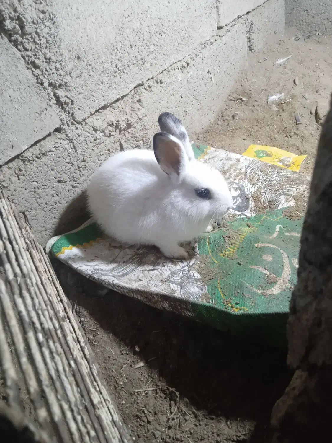 خرگوش لوپی فروشی|موش و خرگوش|میناب, |دیوار