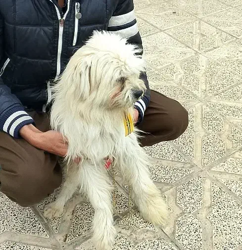 سگ پاکوتاه شیتزو|سگ|مشهد, شهرک امام هادی (شهرک غرب)|دیوار