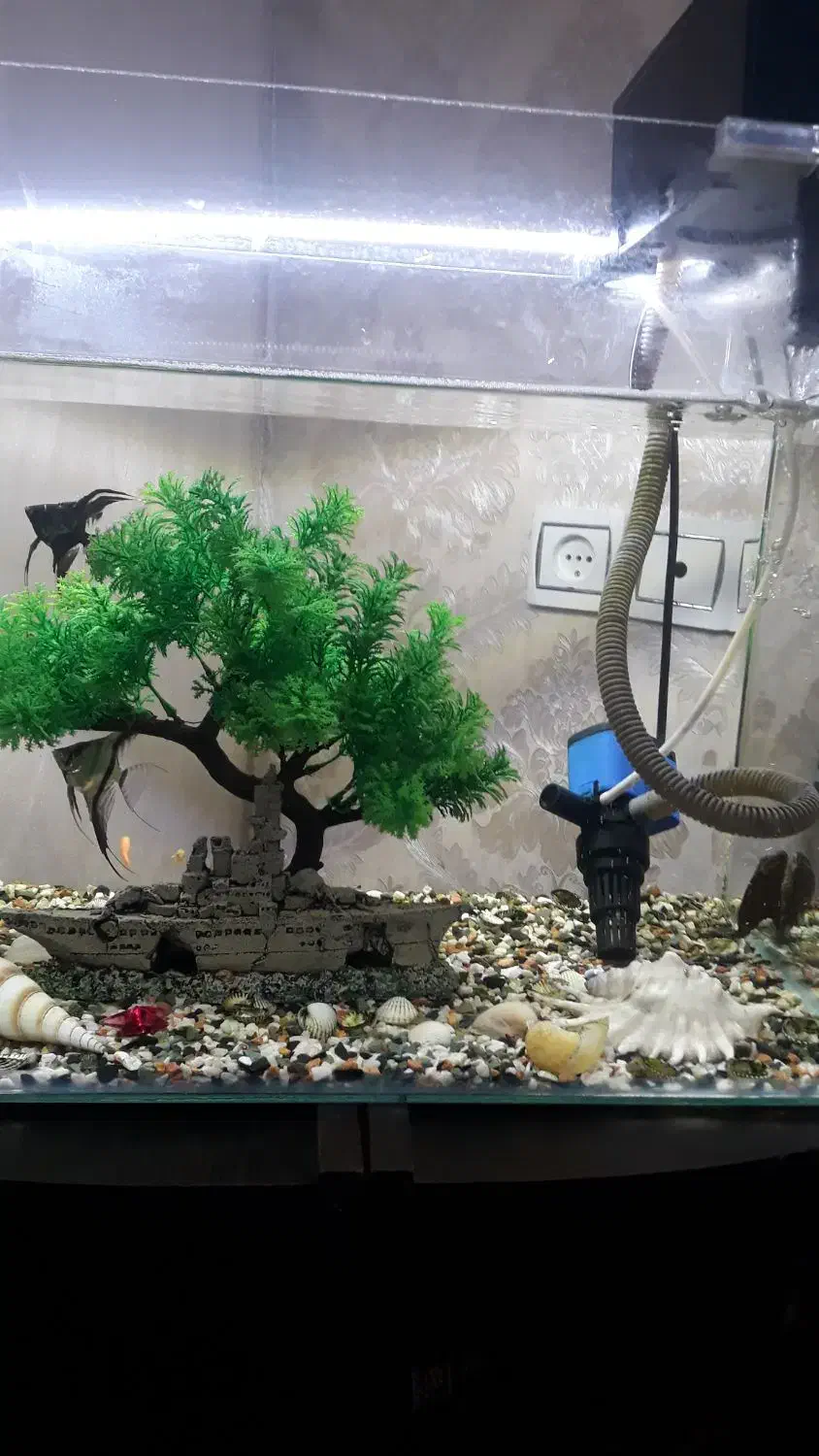 آکواریوم|ماهی|رشت, نخودچر|دیوار