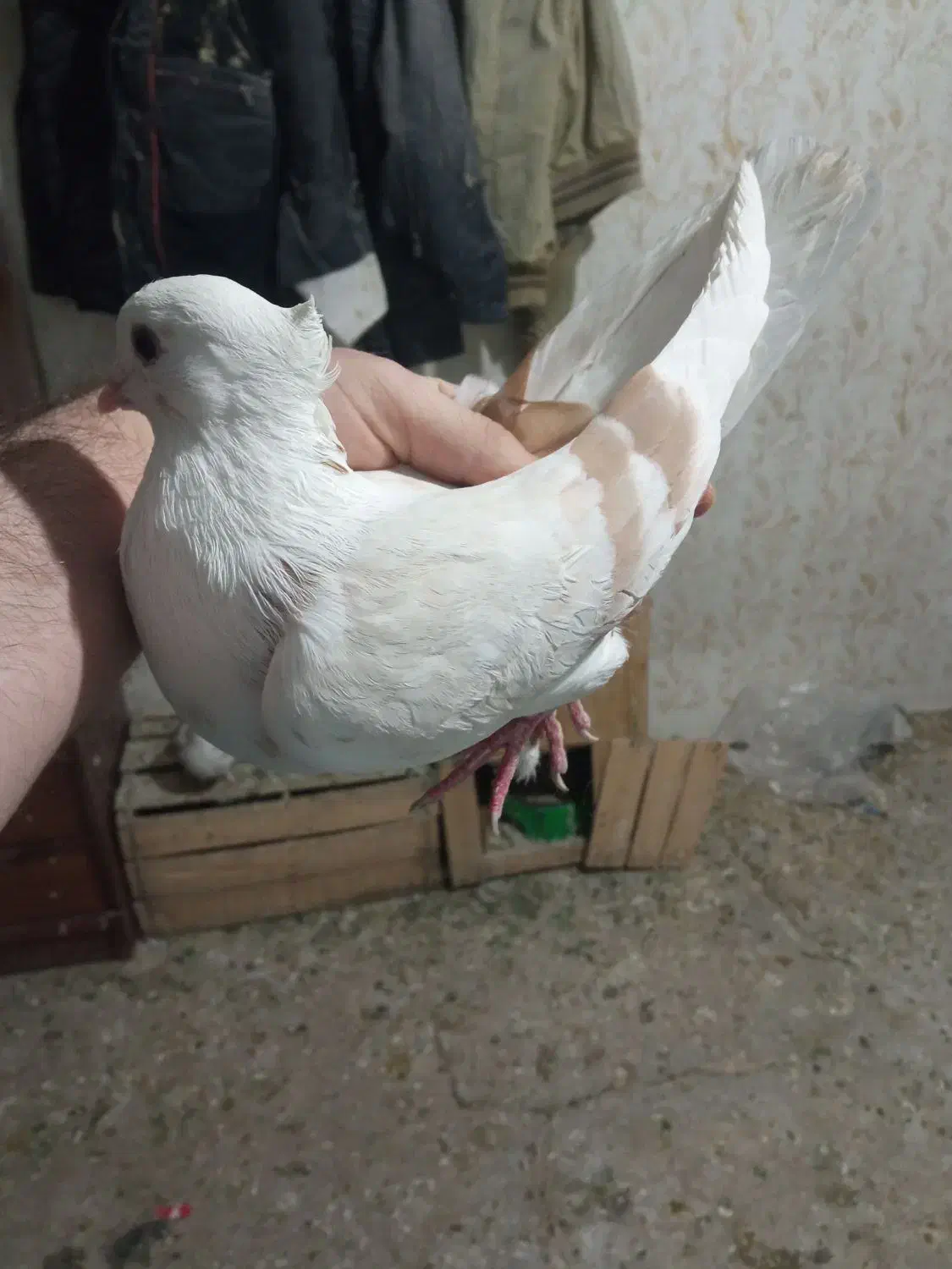 ۳تا نر|پرنده|خرمآباد, |دیوار