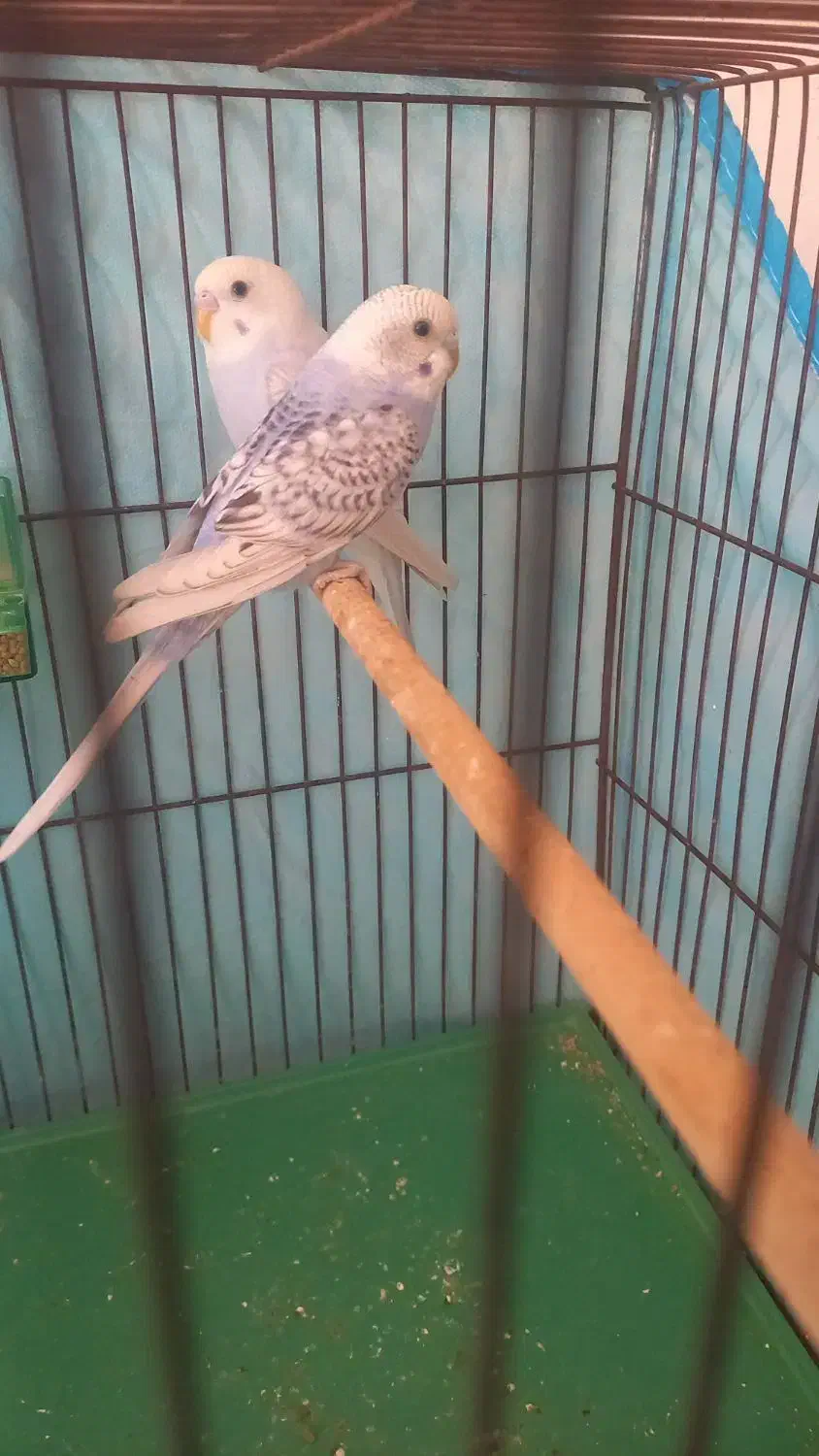 مرغ عشق.|پرنده|علامرودشت, |دیوار