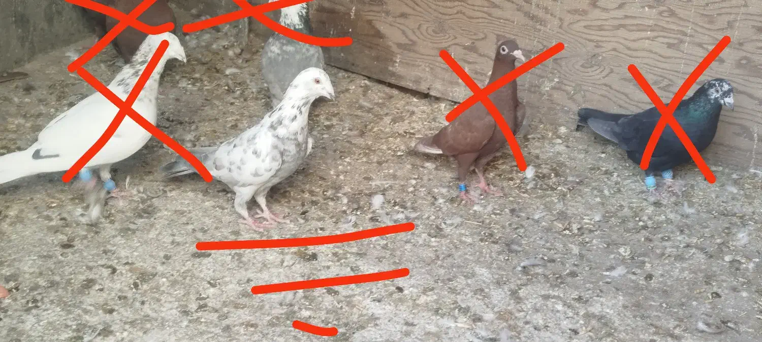 ۳ کفتر پلاکی|پرنده|خرم بید, |دیوار