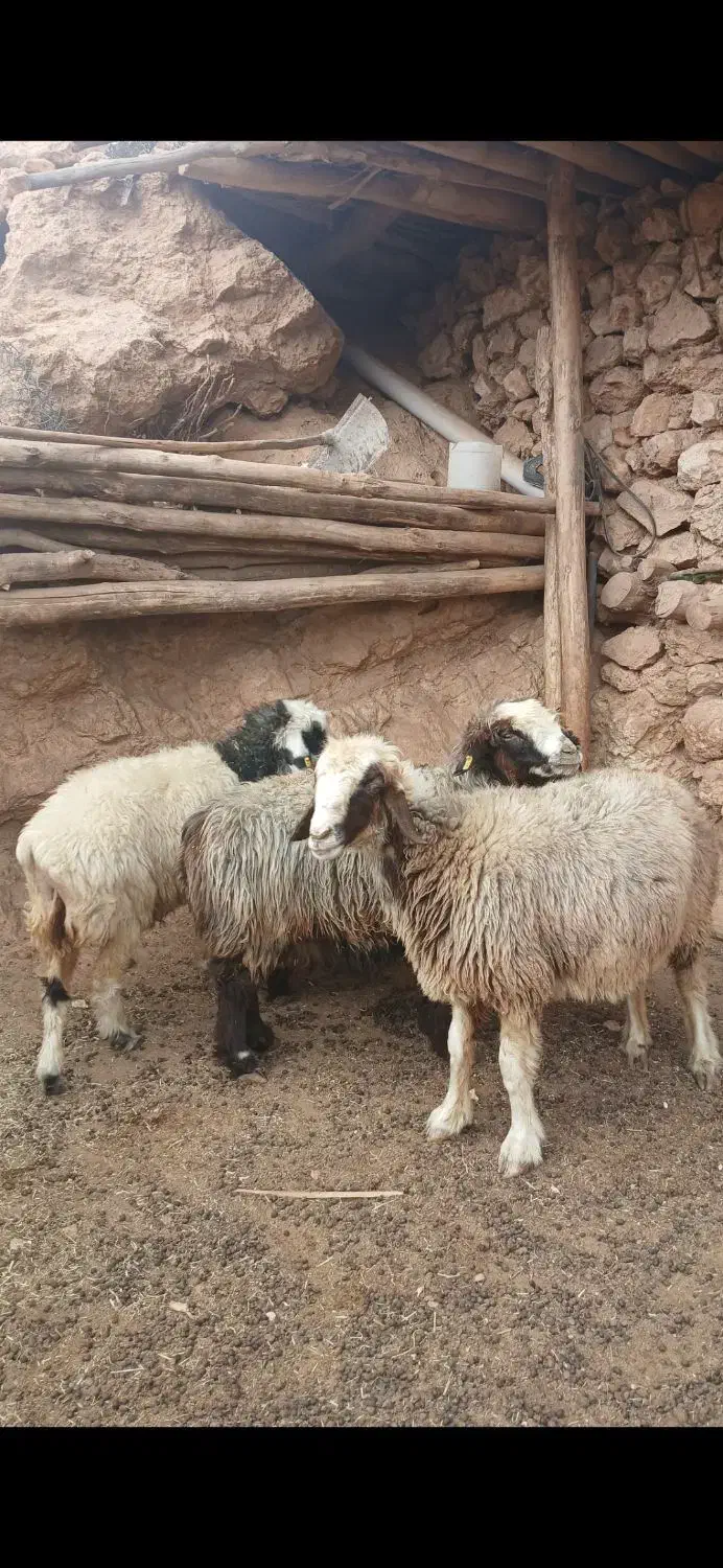 بره .کهره.میش|حیوانات مزرعه|کامفیروز, |دیوار