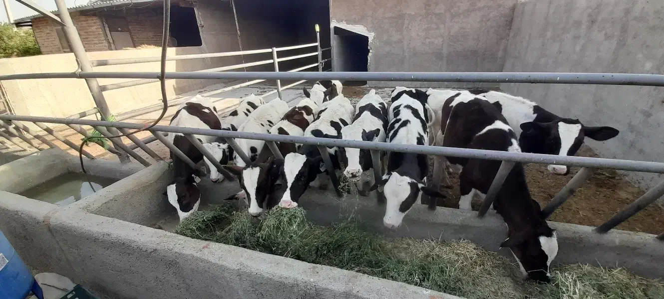 گاوداری|اجارهٔ دفتر صنعتی، کشاورزی، تجاری|دشتابی, |دیوار