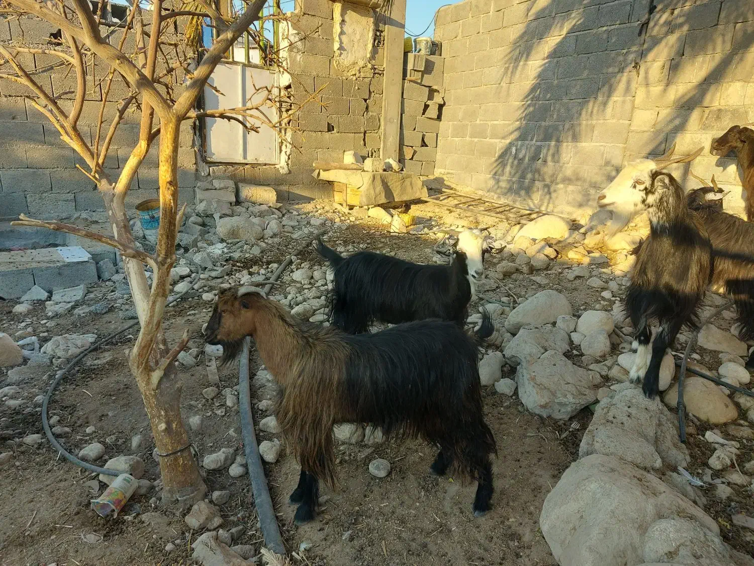 بزمحلی|حیوانات مزرعه|بندر کنگان, |دیوار