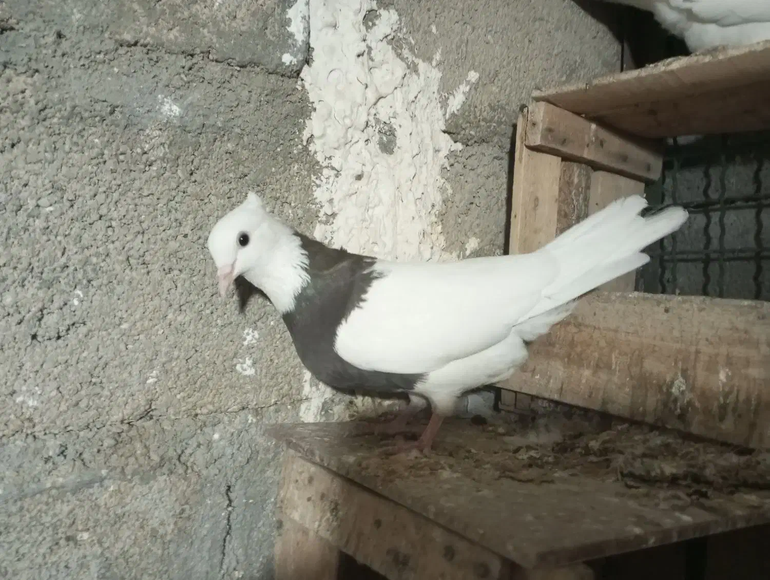 کبوتر طوقی|پرنده|گله دار, |دیوار