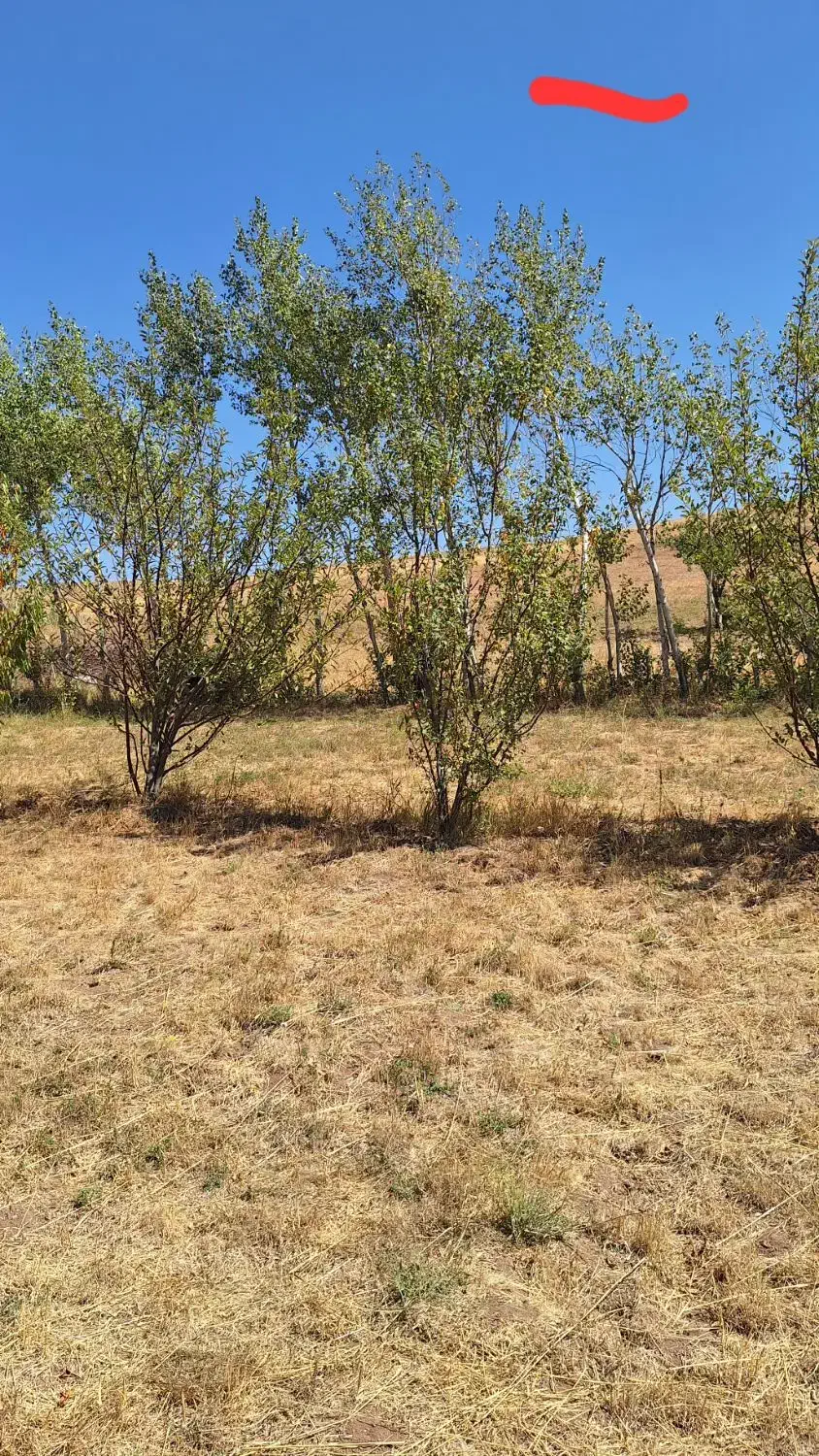 زمین آبی.اراضی و باغی|فروش زمین و ملک کلنگی|هیر, |دیوار