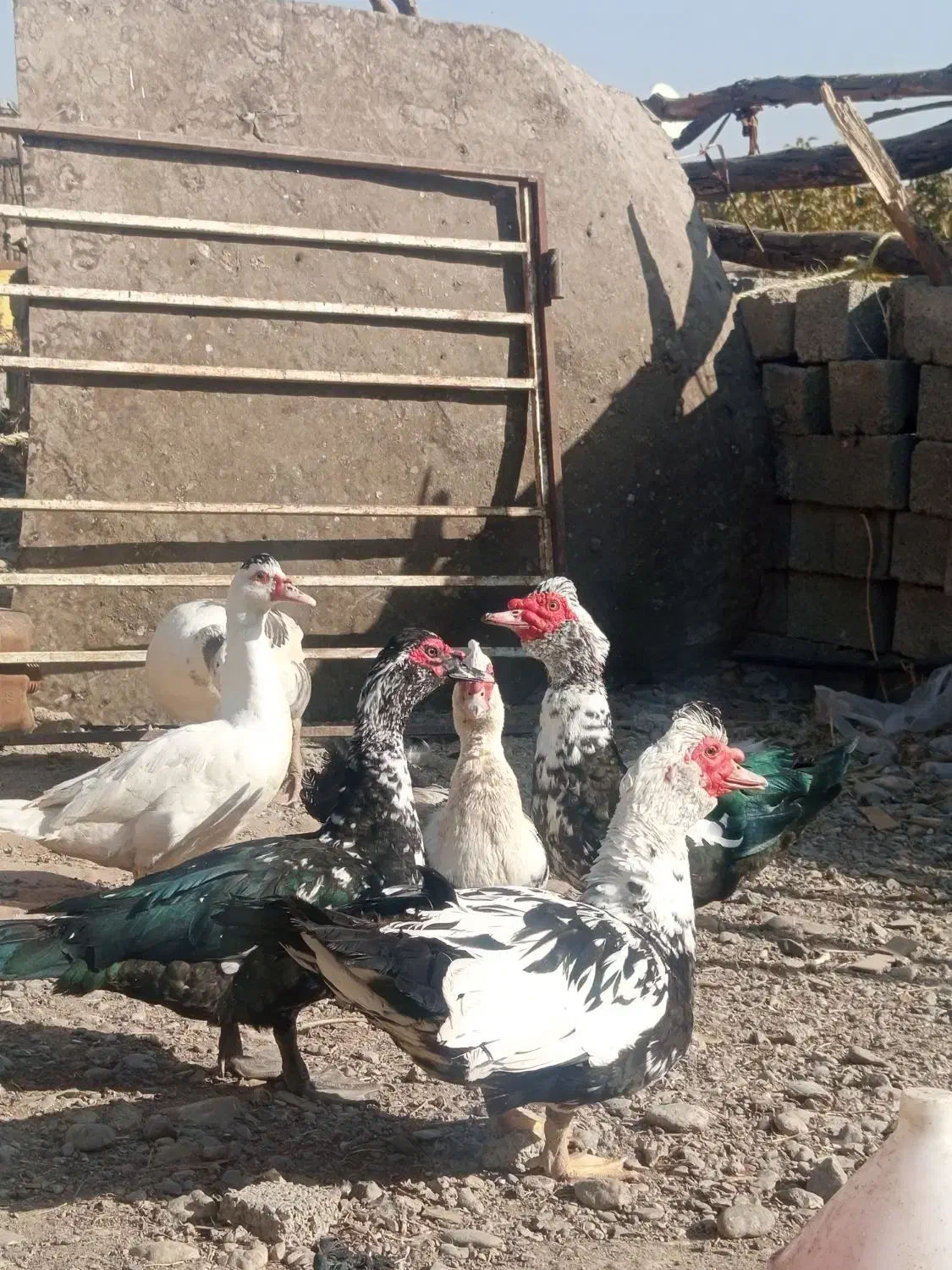 اردک نر اسرایلی با غاز|حیوانات مزرعه|لاجان, |دیوار