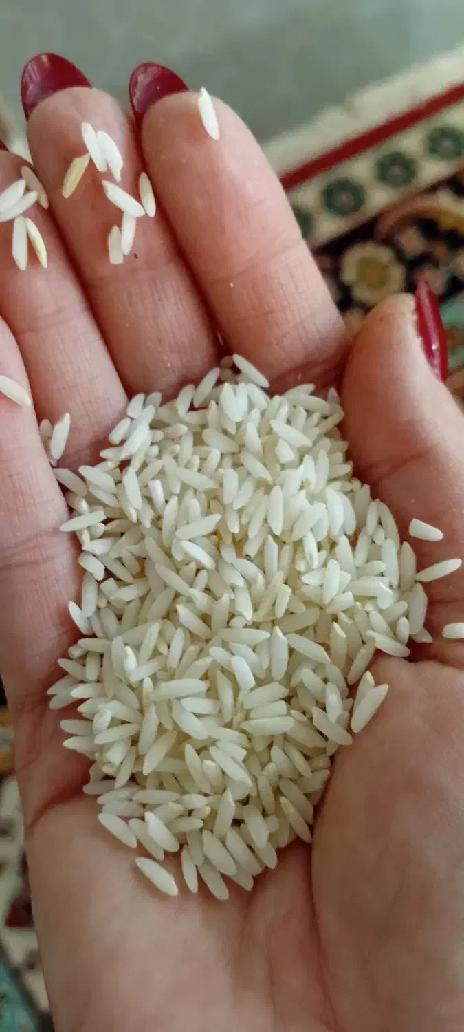 برنج سالم دورود لرستان|عمده‌فروشی|رباط‌کریم, رباط‌کریم|دیوار