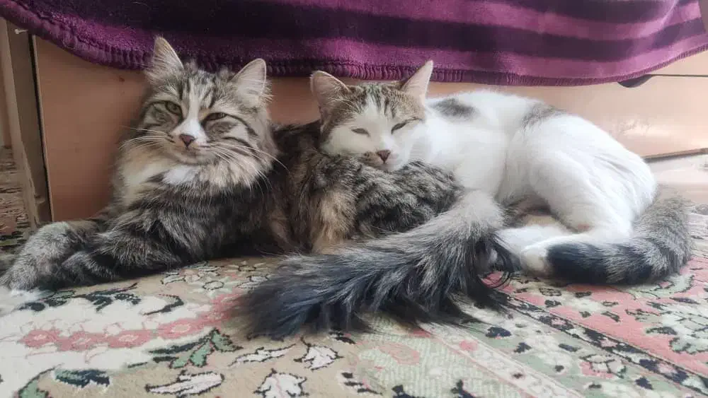 حیوان|گربه|خفر, |دیوار