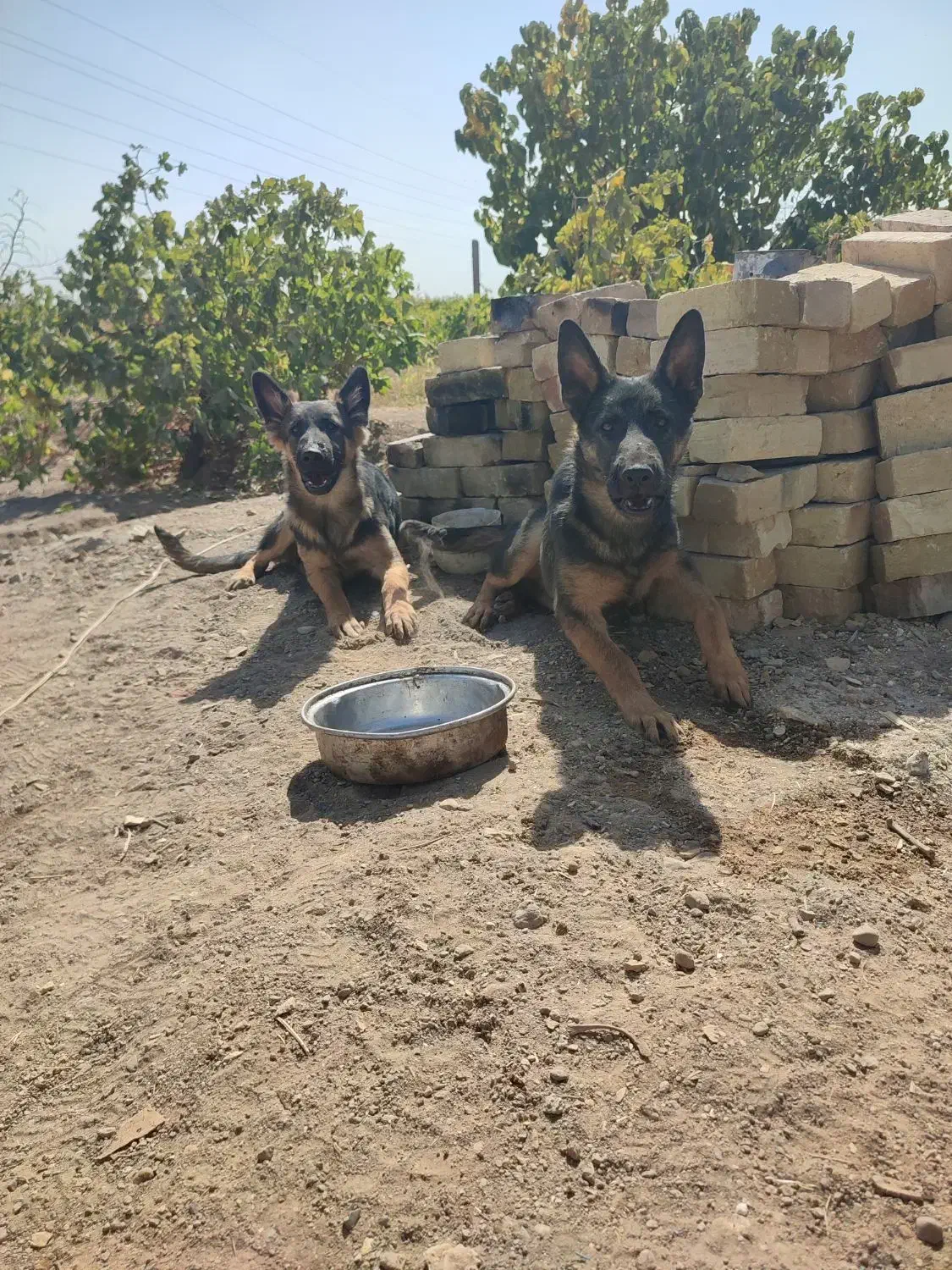 توله سگ ژرمن شپرد اصیل شناسنامه دار|سگ|الوند, |دیوار