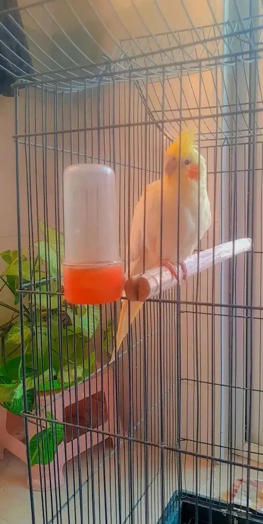 فروش عروس هلندی|پرنده|مبارکه, |دیوار