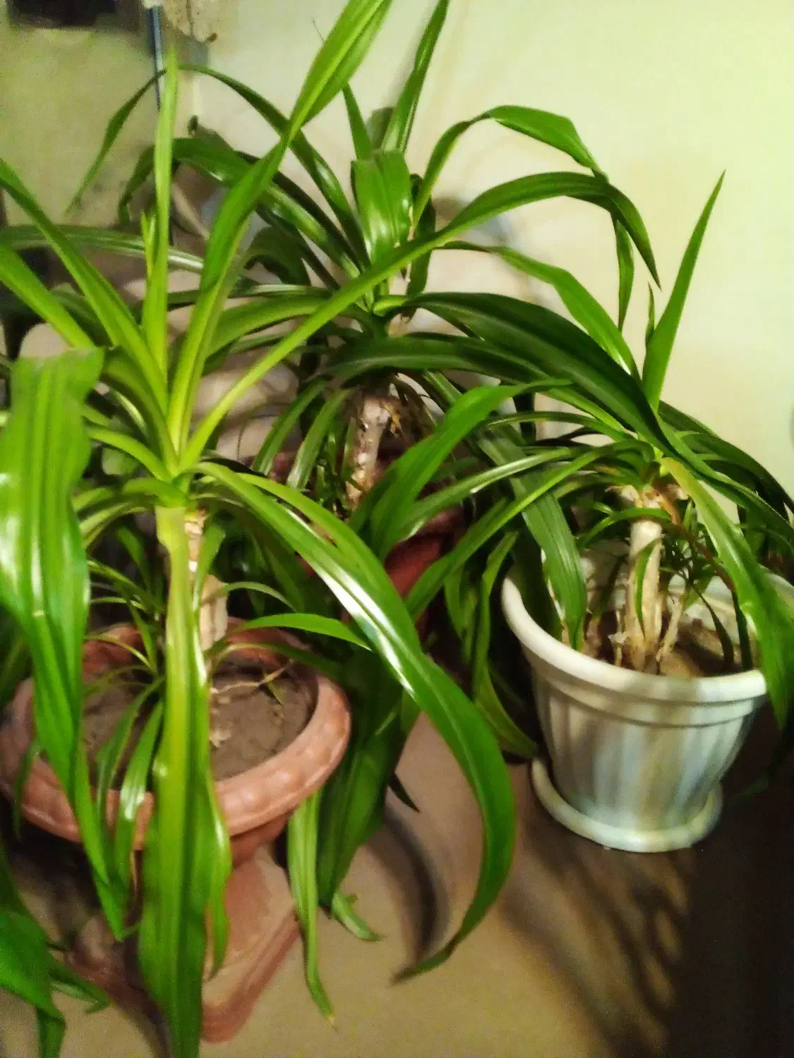 فروش گیاه ملکه اشکی|گل و گیاه طبیعی|اصفهان, محمودآباد|دیوار