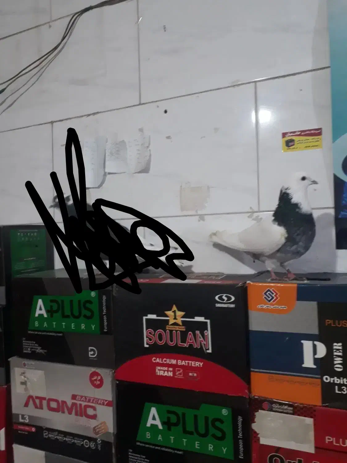 نر تهرانی|پرنده|بروجرد, |دیوار