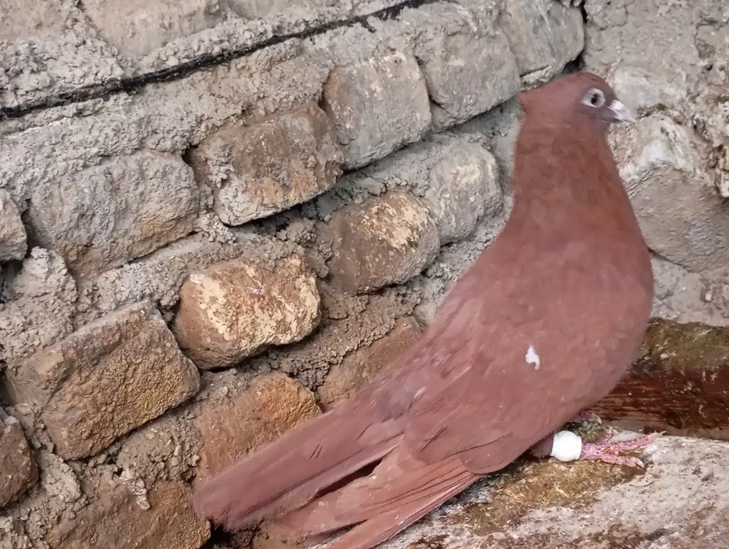 فروش سرخ کاکلی بازیکن|پرنده|کازرون, |دیوار