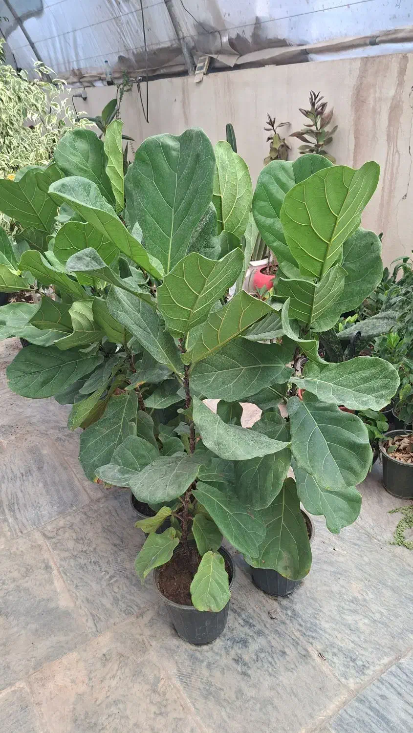 انواع گیاهان با پایین ترین قیمت قم هدیه روز مادر|گل و گیاه طبیعی|قنوات, |دیوار