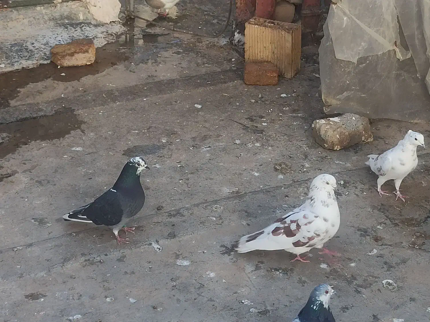 کبوتر تهرانی|حیوانات|سرپل ذهاب, |دیوار