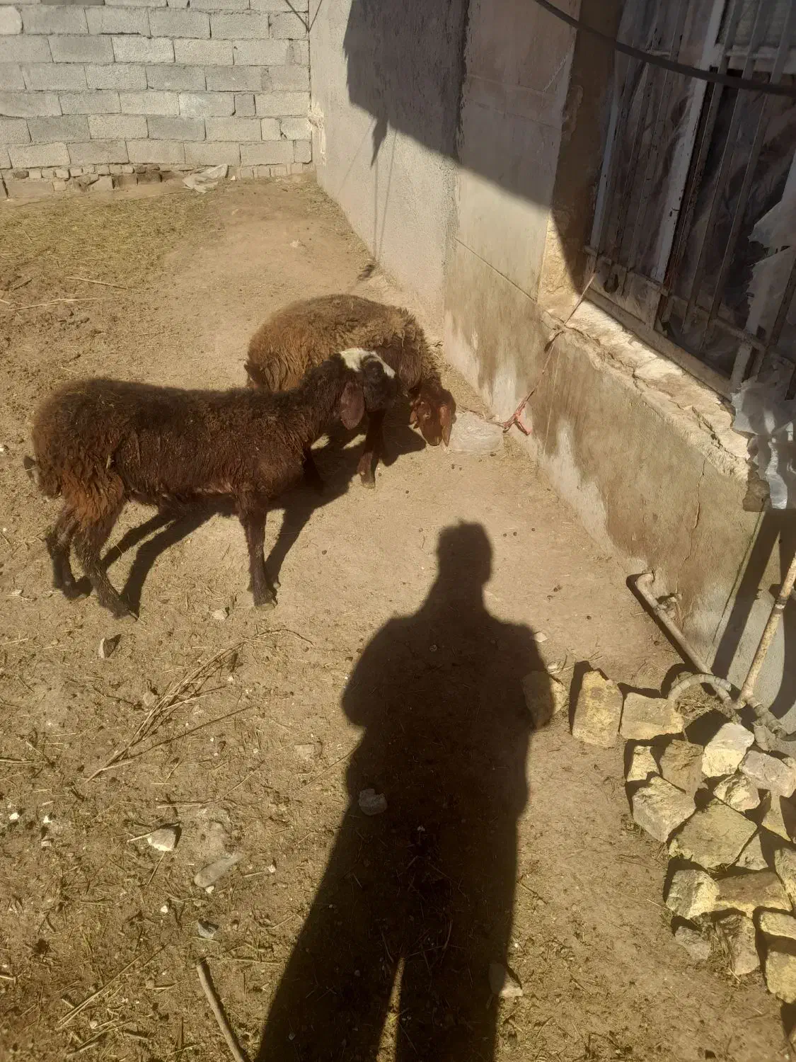 بره ماده|حیوانات مزرعه|باغ حلی, |دیوار