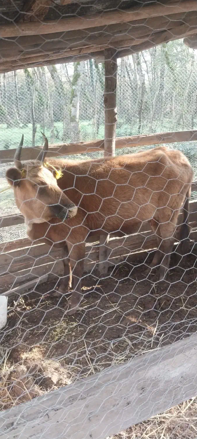 گاو با گوساله|حیوانات مزرعه|سنگر, |دیوار