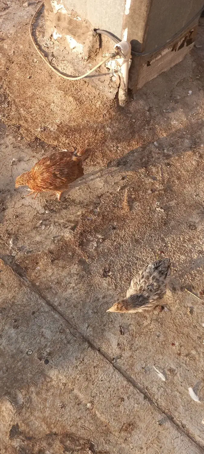 چهار عدد جوجه ۳ ماهه|حیوانات مزرعه|شاهینشهر, خانه کارگر|دیوار