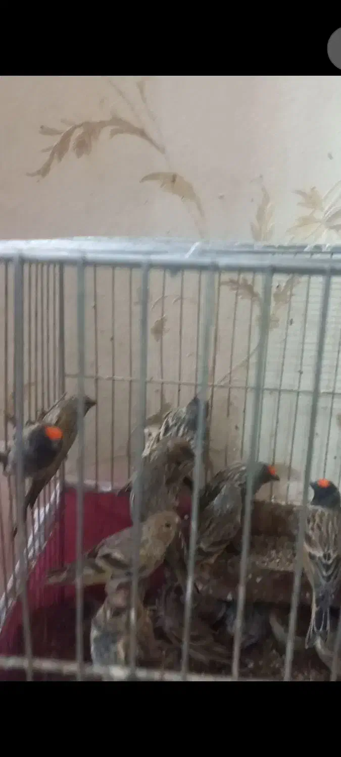 سهره گلبسر قواردار نر همه بخون ۲ ماه قفس|پرنده|قم, باجک دو|دیوار